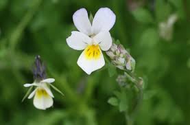 Attēlu rezultāti vaicājumam “Viola arvensis bud”