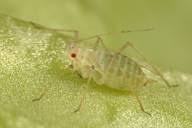 Attēlu rezultāti vaicājumam “Acyrthosiphon”