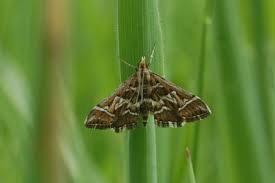 Attēlu rezultāti vaicājumam “Diasemia reticularis”