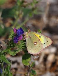 Attēlu rezultāti vaicājumam “Colias palaeno upperside”