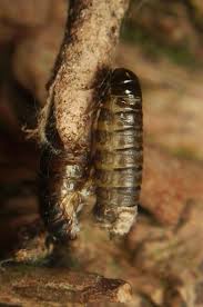 Attēlu rezultāti vaicājumam “Taleporia tubulosa”