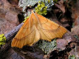 Attēlu rezultāti vaicājumam “Ennomos autumnaria male”