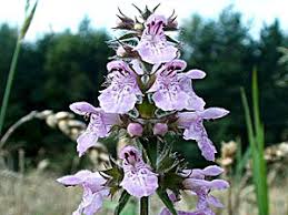 Attēlu rezultāti vaicājumam “Stachys palustris leaf”