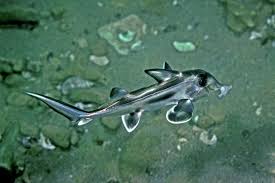Image result for Callorhinchus capensis