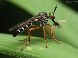 Attēlu rezultāti vaicājumam “Cricotopus”