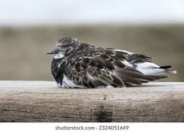 Attēlu rezultāti vaicājumam “Arenaria interpres adult”