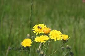Attēlu rezultāti vaicājumam “Sonchus arvensis subsp. uliginosus bud”
