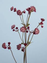 Attēlu rezultāti vaicājumam “Astrantia major fruit”