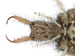 Attēlu rezultāti vaicājumam “Myrmeleontidae larva”