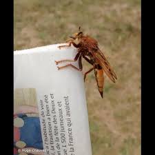 Attēlu rezultāti vaicājumam “Asilus crabroniformis”