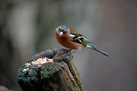 Attēlu rezultāti vaicājumam “Fringilla coelebs nest”