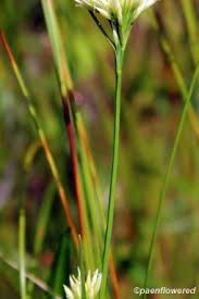 Attēlu rezultāti vaicājumam “Rhynchospora alba flower”