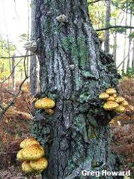 Attēlu rezultāti vaicājumam “Pholiota heteroclita”