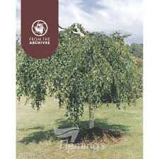 Attēlu rezultāti vaicājumam “Betula pendula Youngii”