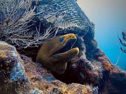 Image result for Gymnothorax funebris