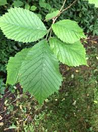 Attēlu rezultāti vaicājumam “Ulmus glabra leaf”