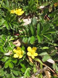 Attēlu rezultāti vaicājumam “Potentilla arenaria leaf”
