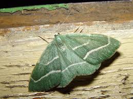 Attēlu rezultāti vaicājumam “Hylaea fasciaria”