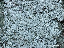 Attēlu rezultāti vaicājumam “Pertusaria amara”