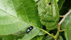 Attēlu rezultāti vaicājumam “Agelastica alni larva”