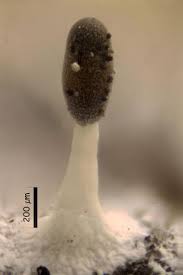 Attēlu rezultāti vaicājumam “Diachea subsessilis”