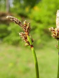 Attēlu rezultāti vaicājumam “Carex ericetorum”