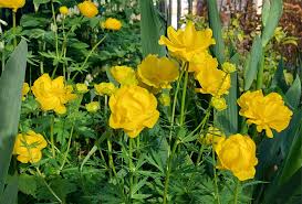 Attēlu rezultāti vaicājumam “Trollius europaeus flower”