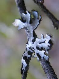 Attēlu rezultāti vaicājumam “Parmelia sulcata”