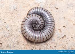 Attēlu rezultāti vaicājumam “Ommatoiulus vilnensis”