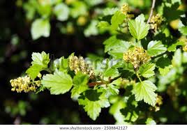 Attēlu rezultāti vaicājumam “Ribes alpinum leaf”