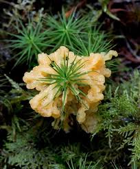 Attēlu rezultāti vaicājumam “Lignydium muscorum”