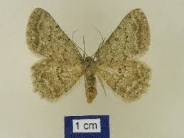 Attēlu rezultāti vaicājumam “Charissa ambiguata”