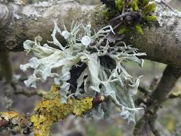 Attēlu rezultāti vaicājumam “Ramalina fastigiata”
