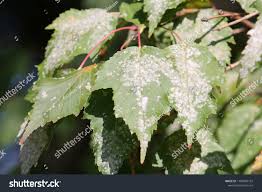 Attēlu rezultāti vaicājumam “Sawadaea tulasnei”