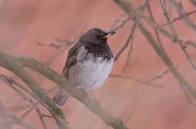 Image result for Turdus ruficollis