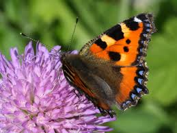 Attēlu rezultāti vaicājumam “Aglais urticae”