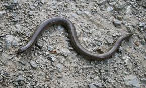 Attēlu rezultāti vaicājumam “Anguis fragilis”