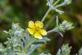 Attēlu rezultāti vaicājumam “Potentilla arenaria”