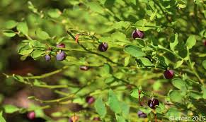 Attēlu rezultāti vaicājumam “Vaccinium myrtillus leaf”