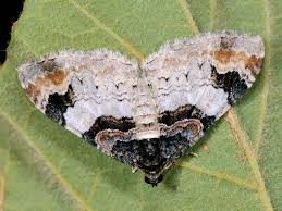 Attēlu rezultāti vaicājumam “Catarhoe cuculata”