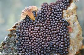 Attēlu rezultāti vaicājumam “Cribraria rubiginosa spores”