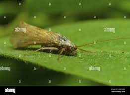 Attēlu rezultāti vaicājumam “Plutellidae”