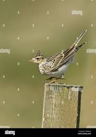 Image result for Alauda arvensis