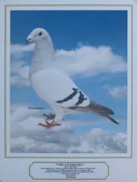 Image result for Abbeyton & Broomfield Racing Pigeons