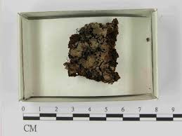 Attēlu rezultāti vaicājumam “Collaria arcyrionema”