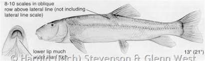 Image result for Catostomus commersonii