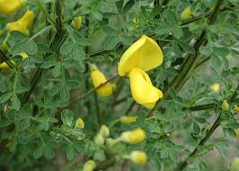 Image result for Cytisus scoparius