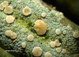 Attēlu rezultāti vaicājumam “Fellhanera subtilis”