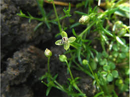 Attēlu rezultāti vaicājumam “Sagina procumbens leaf”