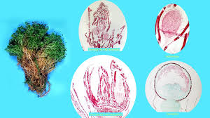 Attēlu rezultāti vaicājumam “Sphagnum sporophyte”